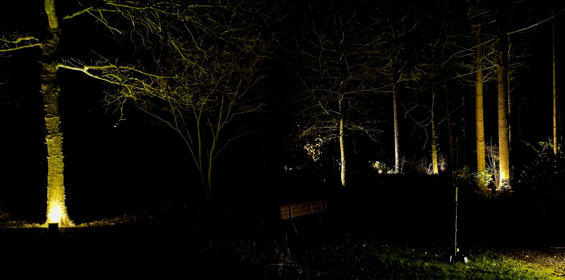 Bomen aangelicht in een tuin met accentverlichting